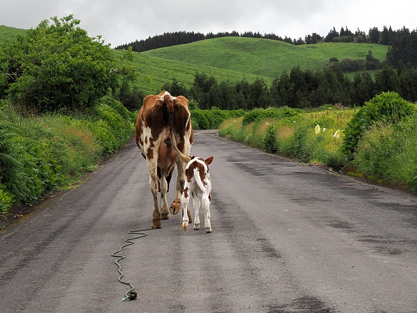Kühe auf der Straße