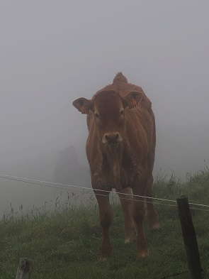 Kuh im Nebel