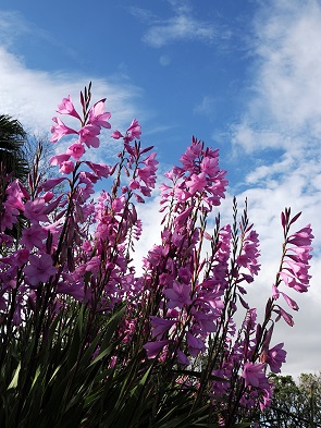 Blühendes und blauer Himmel