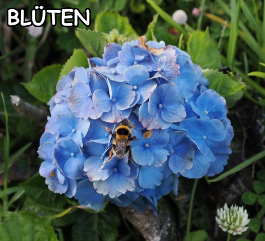 Hortensie mit Hummel