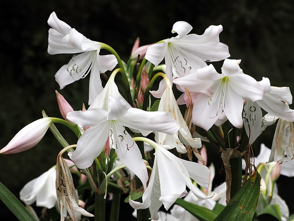 Gartenamaryllis oder Crinum x powellii