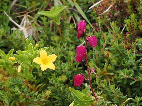 Goldflachs - Linum flavum und Azoren-Heide - Erica azorica