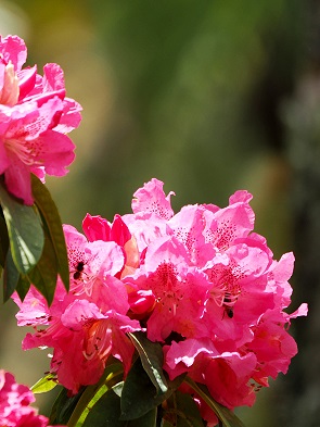 Rhododendron