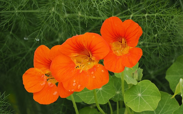 Große Kapuzinerkresse - Tropaeolum majus