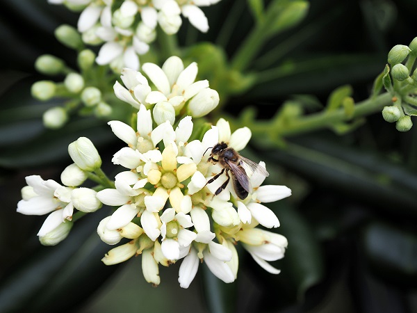 Chinesischer Klebsame - Pittosporum tobira