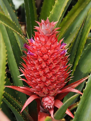 Ananas
