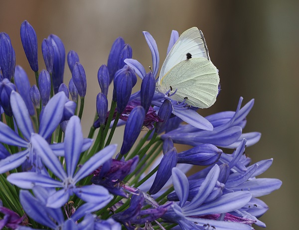 Schmucklilie mit Schmetterling