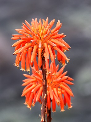 Aloe arborescens - Kandelaber-Aloe oder Baum-Aloe