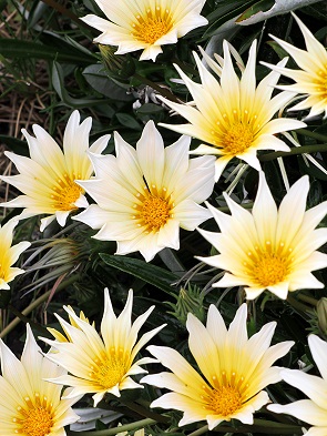 Mittagsgold - Gazania Rigens