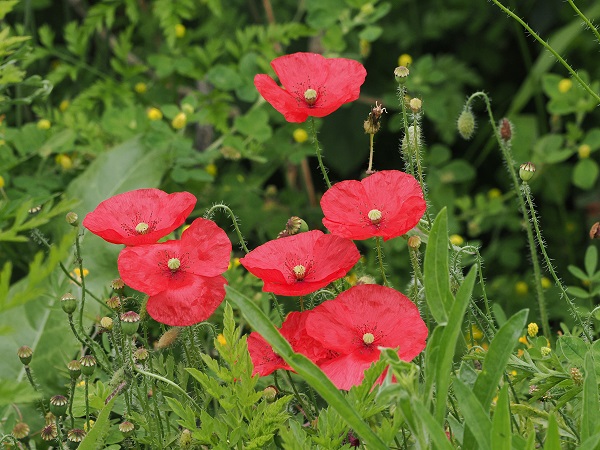 Mohn