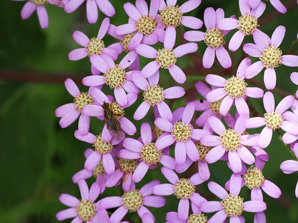 Pericallis malvifolia - endemisch auf den Azoren