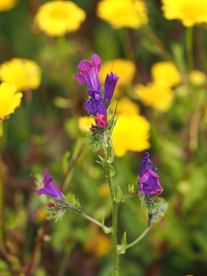 Echium plantagineum - Wegerichblättriger Natternkopf
