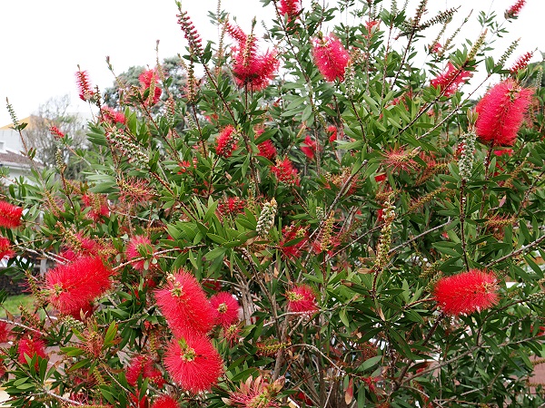 Callistemon citrinus - Zylinderputzer