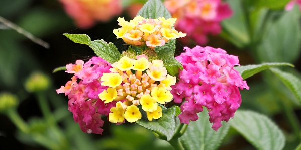 Wandelröschen - Lantana camara