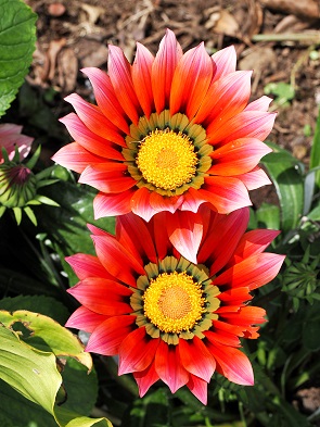 Gazania Rigens - Afrikanisches Ringkörbchen