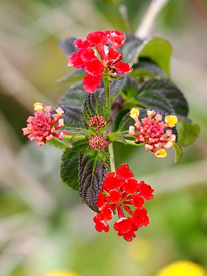 Wandelröschen - Lantana camara