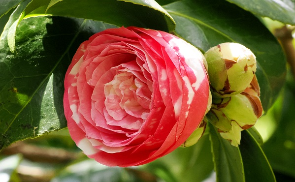 Camellia japonica - Kamelienblüte