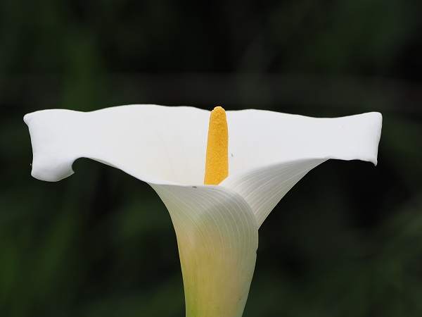 Kalha - Arum Lilie - Zantedeschia Aethiopica
