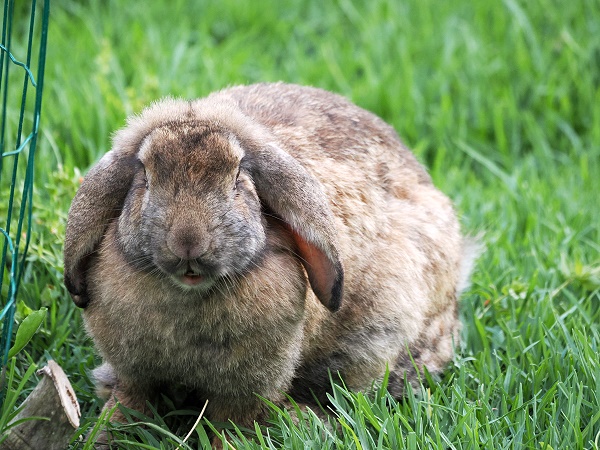 Kaninchen