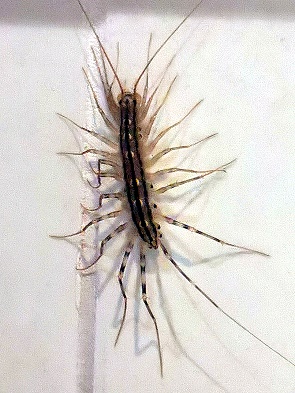 Haustausendfüßler (Scutigera coleoptrata)