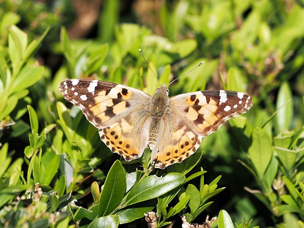 Distelfalter (Vanessa cardui)
