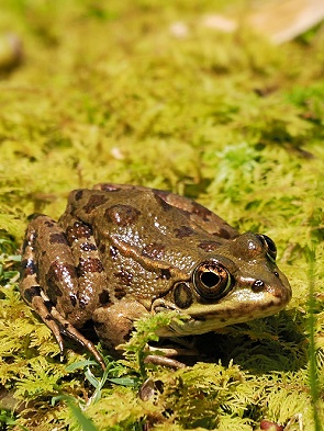 Frosch