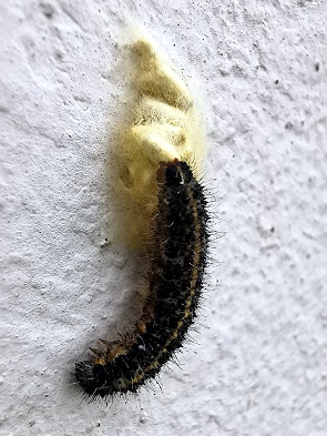 Kohlweißlings-Raupe mit Befall von Schlupfwespenlarven