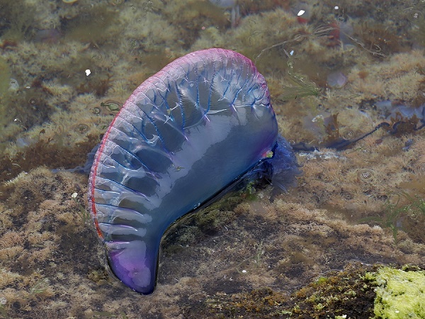 Portugisische Galeere