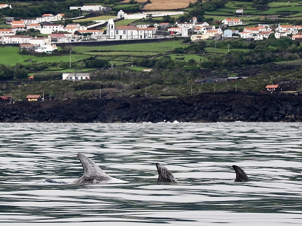 Delfine vor Pico