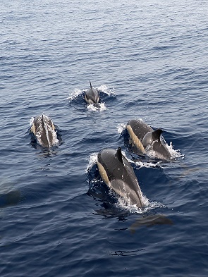 Common Dolphins