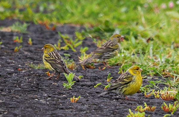 Aufgepuschelte Girlitze