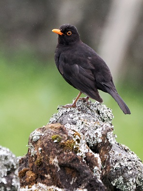 Amsel