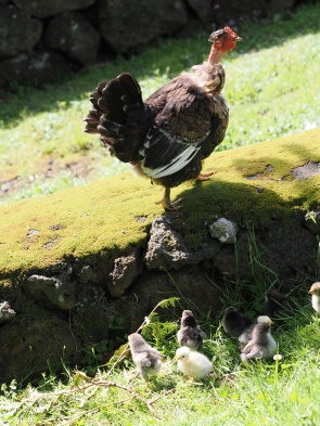 Truthenne mit Küken