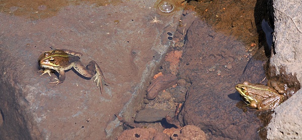 Frösche
