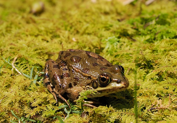 Frosch