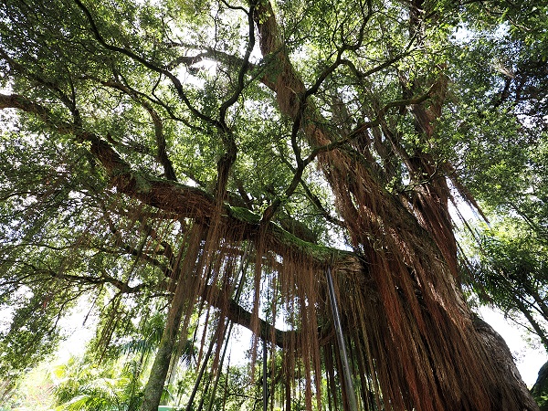 Banyan Baum