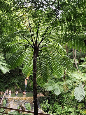 Kochendes Wasser Becken und Baumfarn