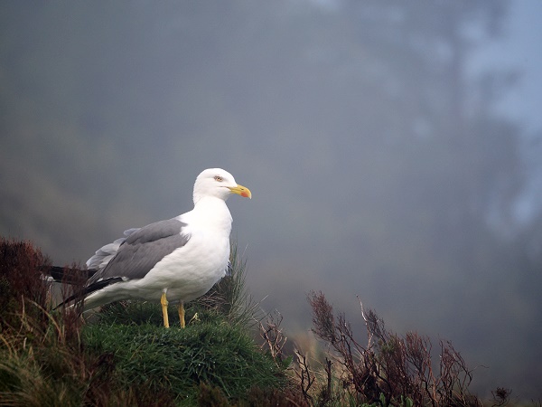 Möwe im Nebel