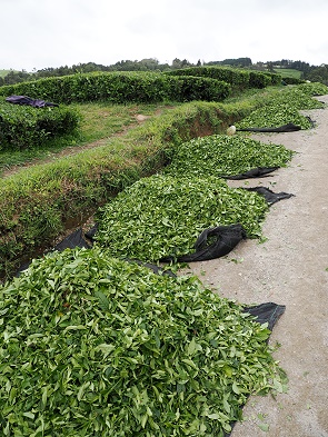 Geschnittene Blätter