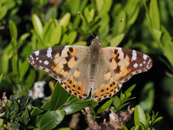 Distelfalter (Vanessa cardui)