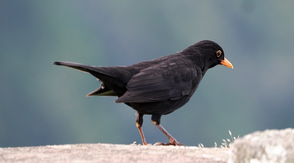 Azoren-Amsel (Turdus merula azorensis)