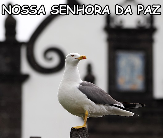 Möwe vor der Kapelle