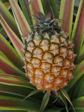 Ananas