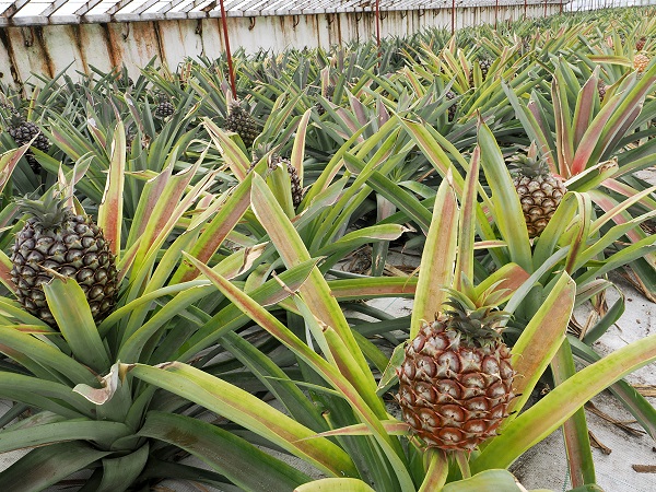 Ananas