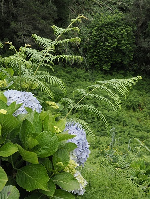 Hortensien und Farne