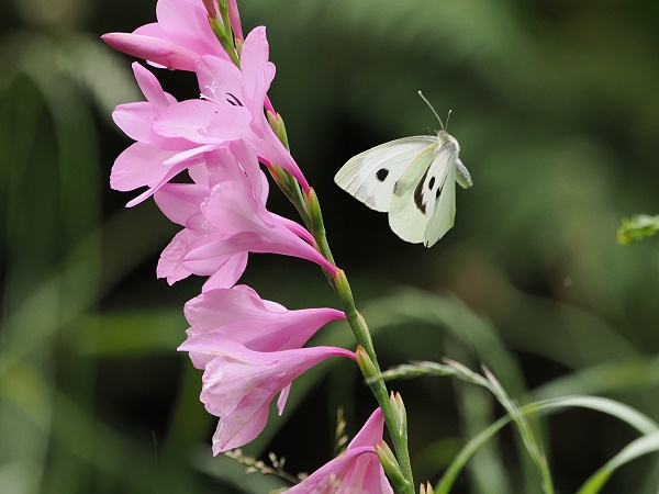 Lilie mit Schmetterling