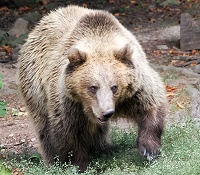 Braunbär im Wildpark
