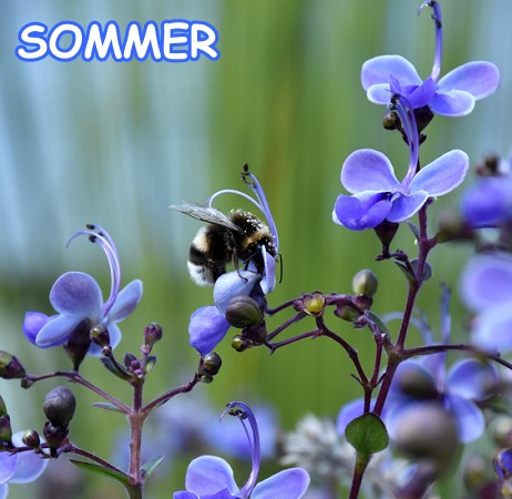 Hummel