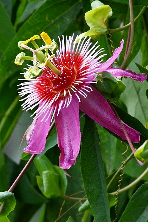Passionsblüte