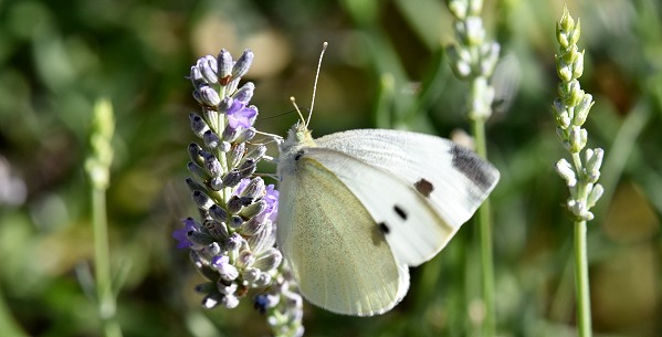 Schmetterling
